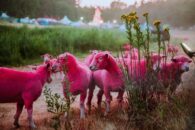latitude festival faces backlash for animal cruelty