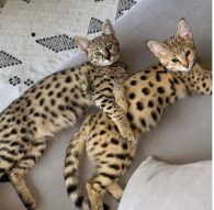 PETA slams Justin Bieber’s new exotic cats Sushi and Tuna: ‘baby, baby, baby, noooooo’