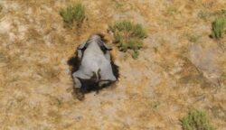 Elephants found dead from mysterious causes in Botswana