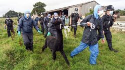 Geronimo the alpaca killed after being dragged into van as police surround farm