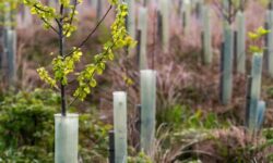 Trees should be planted without plastic guards, says UK study