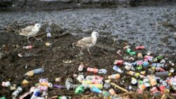 ‘Scenes of horror’ as torrential rains flood Marseille with water-swept trash