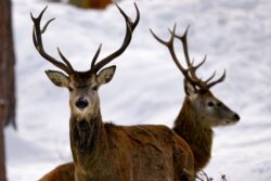 Snow warnings for UK with temperatures to plummet by 10C as cold front strikes