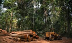 New study links major fashion brands to Amazon deforestation