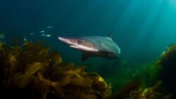 Huge 6ft long sharks now living in River Thames in London as river ‘teems with life’