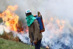 ‘Catastrophe’ in Argentina as wildfires burn farms and wildlife