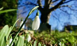 Flowers arriving a month early in UK as climate heats up