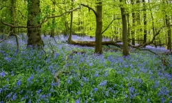 Most UK national parks deliver ‘negligible benefits’ for wildlife