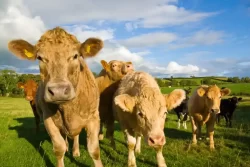 Northern Ireland faces loss of 1 million sheep and cattle to meet climate targets