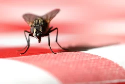 Stark warning NOT to kill flies and wasps flying into your house in summer