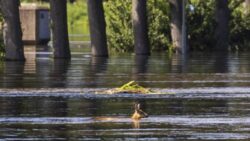 One dead after severe rainfall causes flooding in southern Austria