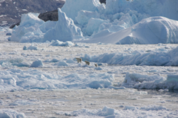 ‘Secret’ population of polar bears living in seemingly impossible habitat