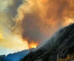 Terrifying fire rages above treetops as thick smoke cloud blankets UK beach