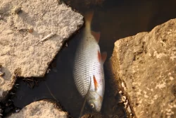 Mass fish deaths in German-Polish river, chemical waste likely dumped in river