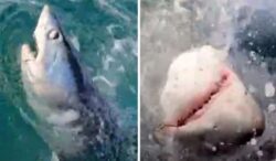 Shark terrifies fisherman as 300lb-beast’s eyes roll back as it emerges off Isle of Wight