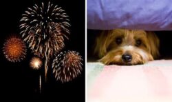 Top tips for dog owners on how to help pets cope with ‘distressing’ fireworks