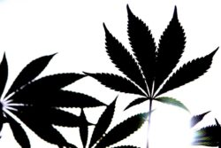 ‘No plans’ to change classification of cannabis, says No 10