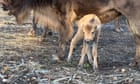 First wild bison born in UK for millennia after surprise pregnancy