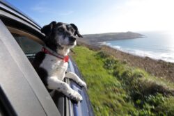 How to plan a holiday with a dog