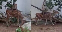 Monkey hitches a ride on the back of a deer