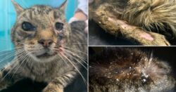 Cat’s fur ‘saturated in fly eggs’ due to scale of mistreatment