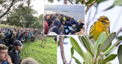 Twitchers descend on tiny Brit island to see rare bird