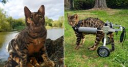 Disabled cat goes on daily adventures with her owners: ‘She loves splashing in the waves’
