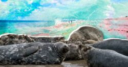 Nature Calls: Huge seals the size of walruses give us the eye on a beautiful Norfolk beach