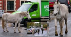 Naughty ponies cause misery for drivers after stopping in busy village