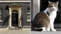 What is the Downing Street cat’s name and who does he belong to?