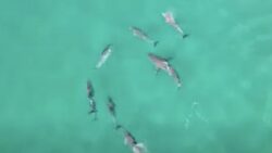 Watch pod of dolphins chase a shark from beach where mum mauled to death