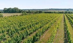 Own your own vineyard! Award-winning wine-making facility goes on sale for £700k