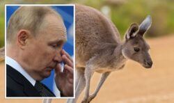 Russian soldiers eating zoo animals including kangaroos to survive warzone