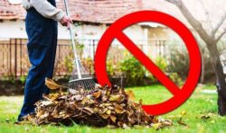 Stop raking your leaves, demands environmentalist council