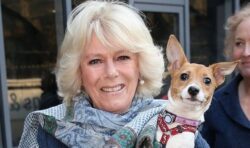 ‘Can’t imagine life without them’: Queen Camilla opens up on beloved dogs in sweet tribute