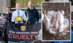 ‘Bred to suffer’ Protestors slam Lidl over horrific ‘Frankenchickens’ claim