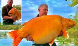 British angler reels in one of world’s biggest goldfish ‘The Carrot’ – after 25 min battle