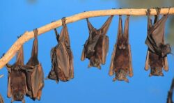 Hungry bats could cause the next global pandemic, experts say