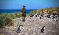 Anne the intrepid! Princess Royal spotted making friends with penguins in Falkland Islands