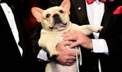 Winston the French bulldog shows off his star quality after snapping up top prize