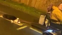 Dog with lead still around neck is dragged along the road by woman on a mobility scooter