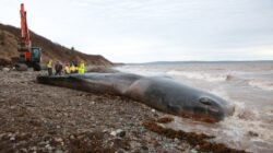 The amount of human litter found inside this dead sperm whale was ‘horrific’