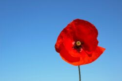 Why was the poppy chosen as a symbol of remembrance?