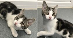 Sweet rescue kitten found to have no sex organs whatsoever