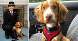 Cocker spaniel puppy dumped in cage at the roadside becomes police sniffer dog