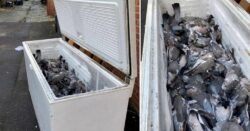 Mystery over freezer full of dead pigeons found dumped in back alley