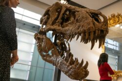 One of the most complete T-rex skulls ever found is about to be sold