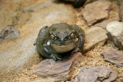 People warned not to lick psychedelic toads to try and get high