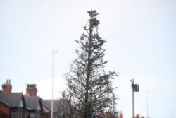 Council throws twinkly lights on sorry Christmas tree and insists it’s ‘alive’