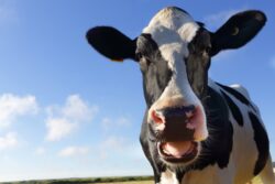 Pensioner seriously injured after being trampled by ‘out of control cow’